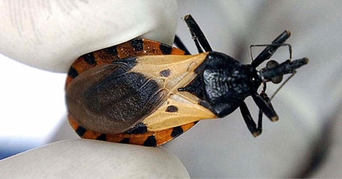 Chagas, una batalla que depende de nosotros.