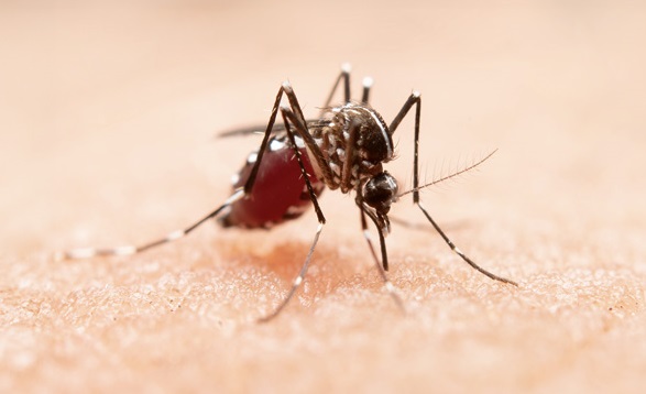 Invierno, el mejor momento para combatir al Dengue