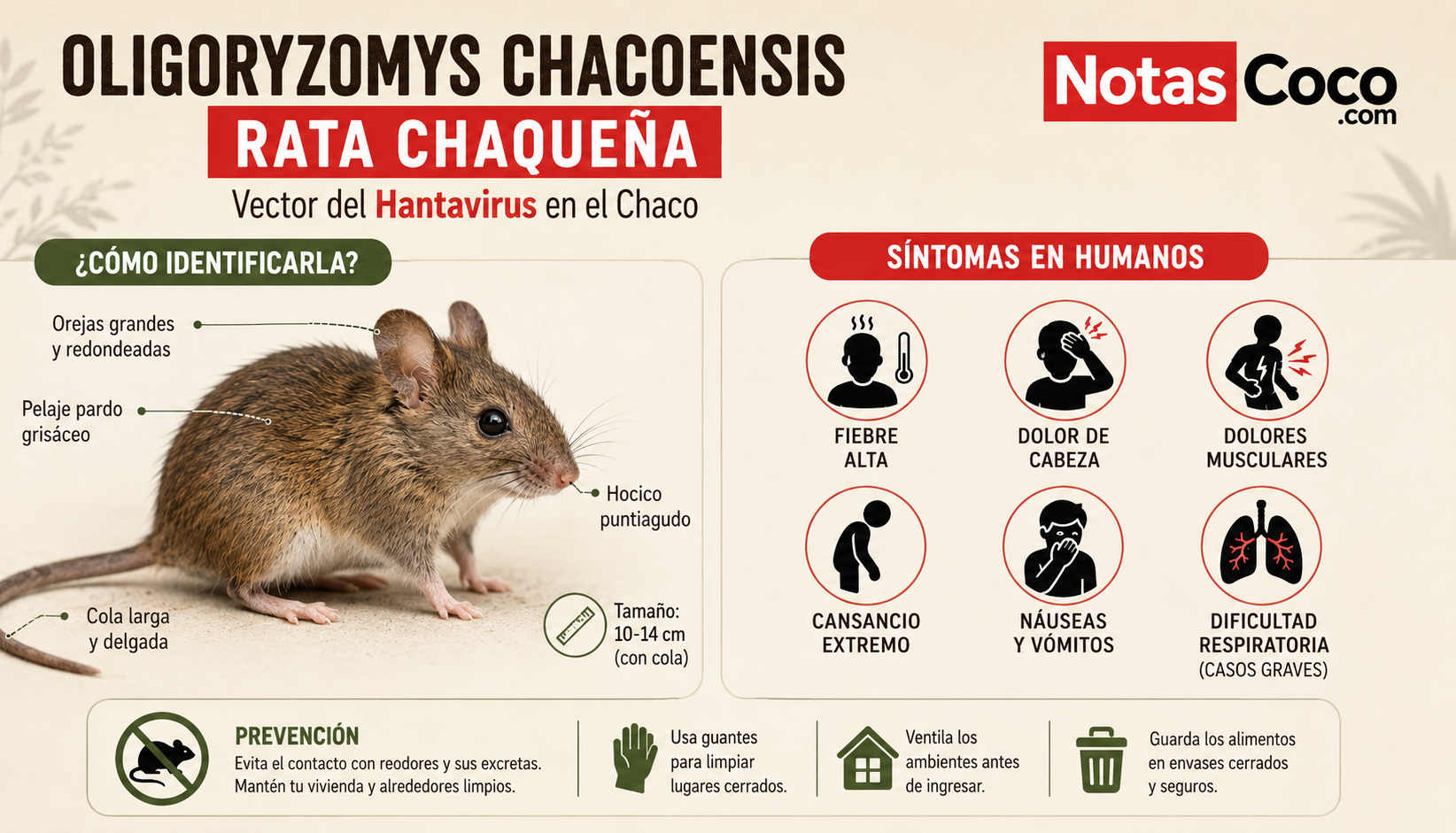 Hantavirus en el Chaco: Aprender a reconocer al ratón que debemos evitar